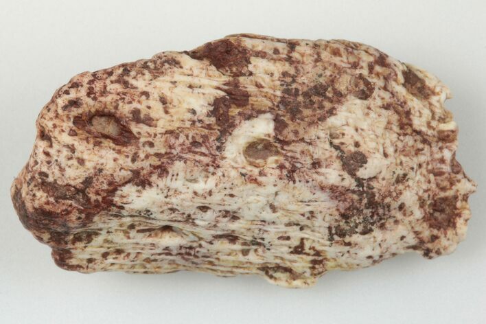 Fossil Phytosaur Scute - New Mexico #192673